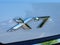 2024 BMW X7 xDrive40i Sports Activity Vehicle