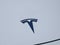 2024 Tesla Model Y Long Range AWD